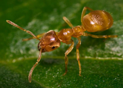 This is a picture of a yellow Meadow ant shown here under Creative Common license