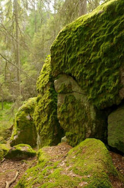 A picture of a rock covered in Moss